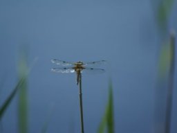 Gamla bilder 2