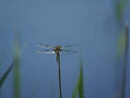 Gamla bilder 2