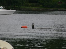 Gamla bilder 2