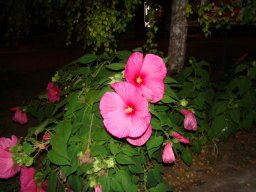 Gamla bilder 4